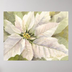 Póster Poster blanco del Poinsettia