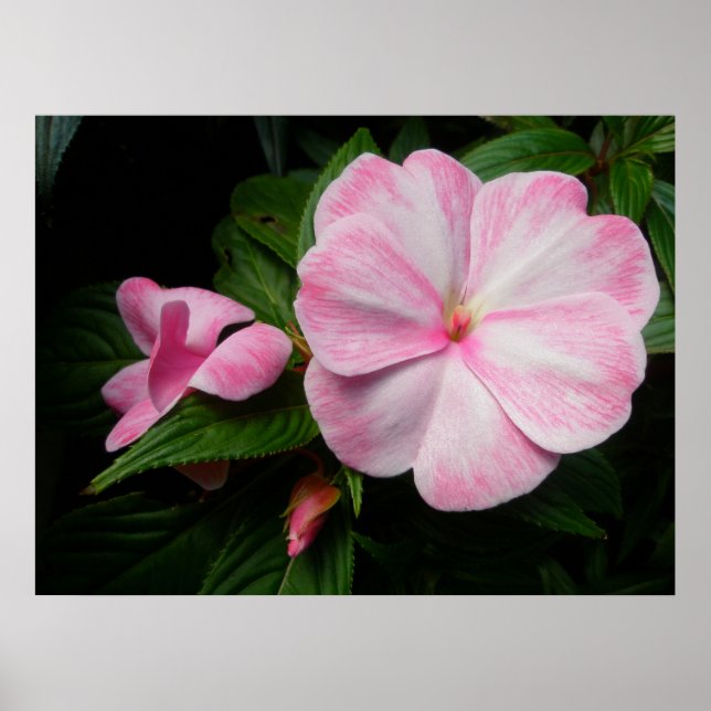 Póster Poster blanco rosado de Impatiens (Frente)