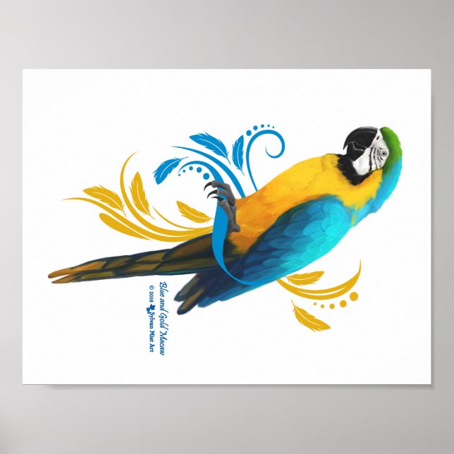 Póster Poster Blue and Gold Macaw (Frente)