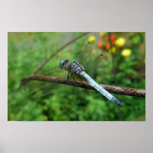 Póster Poster Blue Dasher Dragonfly