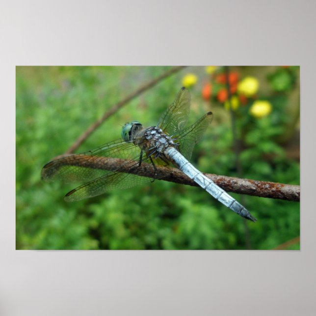 Póster Poster Blue Dasher Dragonfly (Frente)