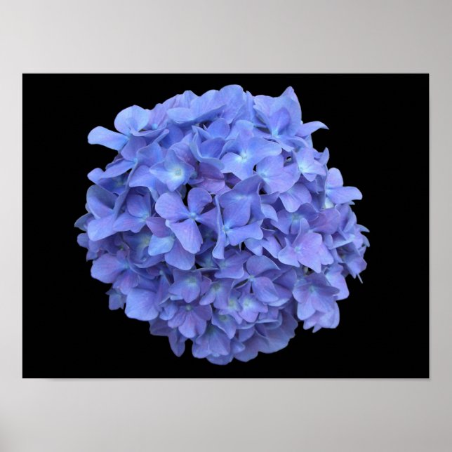 Póster Poster Blue Hydrangea Blossom (Frente)