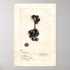 Póster Poster - Blueberries De James Shull