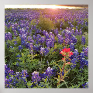 Póster Poster Bluebonnet Sunset