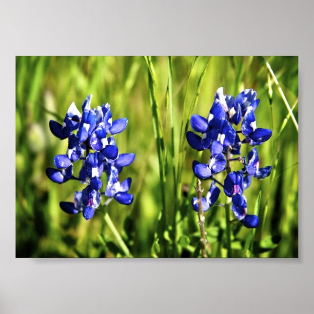 Póster Poster Bluebonnets (Frente)
