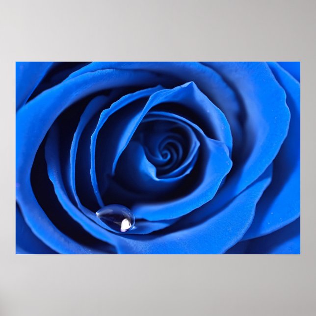 Póster Poster BlueRose (Frente)