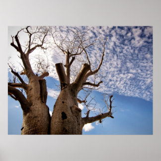 PÓSTER POSTER BOAB TREE
