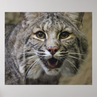 Póster Poster Bobcat