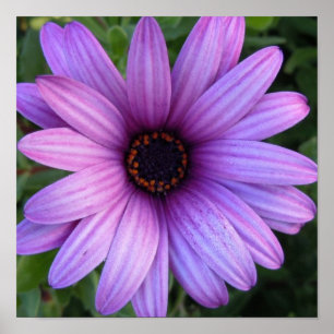 Póster Poster bonito de la flor del aster