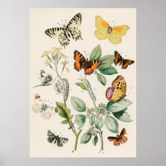 Póster Pôster Borboletas e Mariposas by William F Kirby