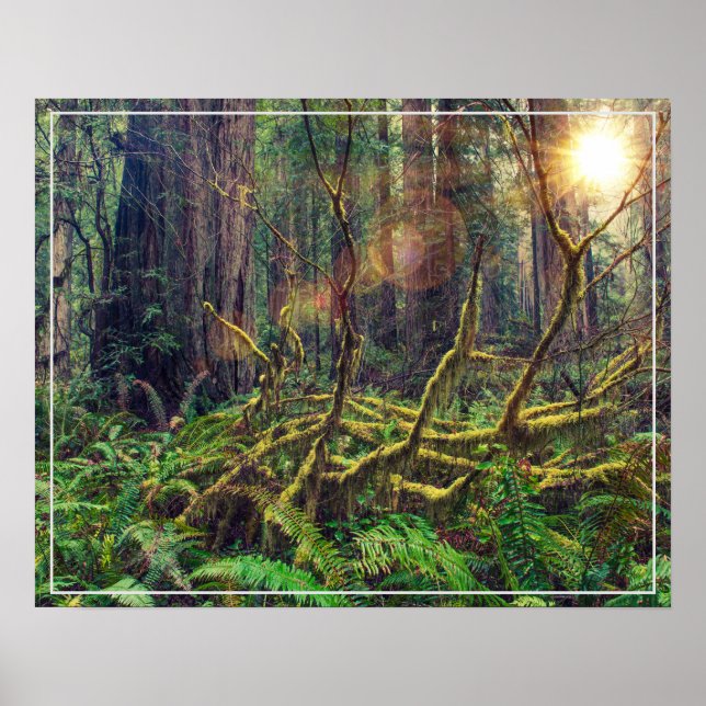 Póster Poster-Bosque (Frente)