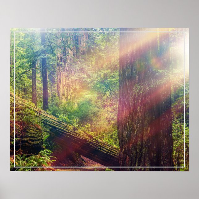 Póster Poster-Bosque (Frente)