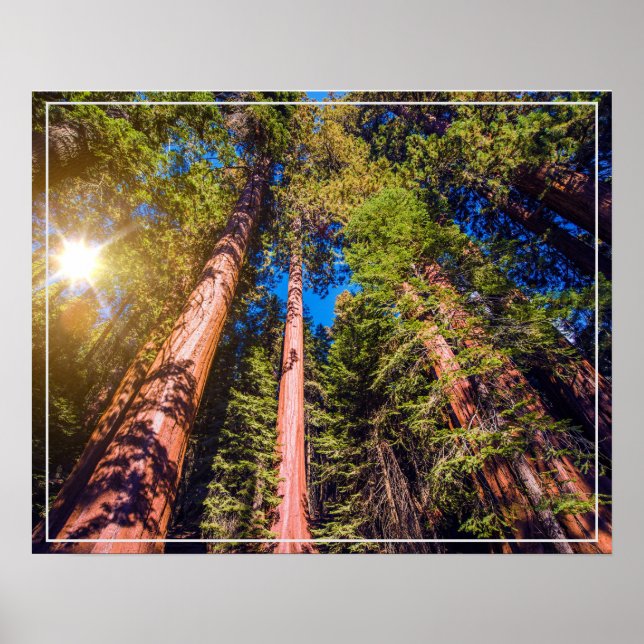 Póster Poster-Bosque (Frente)