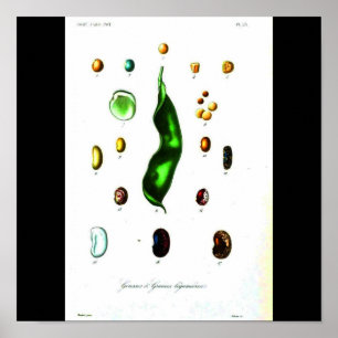 Póster Poster-Botanicals-Habas