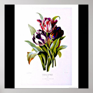Póster Poster-Botanicals-Pedro José Redoute 15
