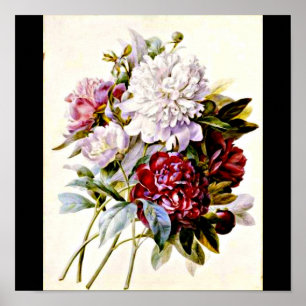 Póster Poster-Botanicals-Pedro José Redoute 16