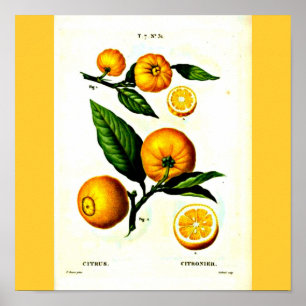 Póster Poster-Botanicals-Pedro José Redoute 23
