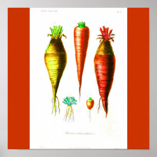 Póster Poster-Botanicals-Zanahoria
