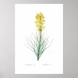 PÓSTER POSTER BOTÁNICO "AMARILLO ASFODEL" REDOUTÉ