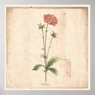 Póster Poster Botánico Antiguo Flor Pincushion
