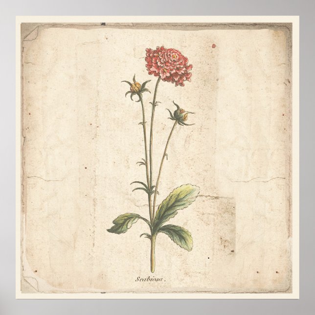 Póster Poster Botánico Antiguo Flor Pincushion (Frente)