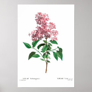 PÓSTER POSTER BOTÁNICO "CHINA LILAC" REDOUTÉ