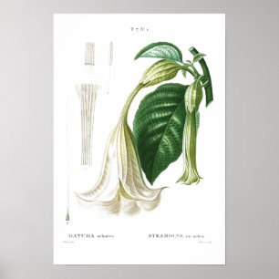 PÓSTER POSTER BOTÁNICO DE "ANGEL'S TRUMPET" REDOUTÉ