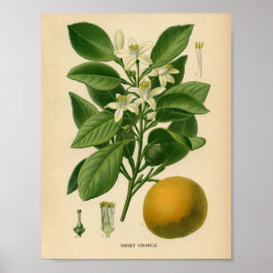 Póster Poster botánico de cosecha - Naranja dulce