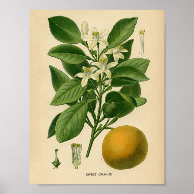 Póster Poster botánico de cosecha - Naranja dulce (Frente)