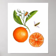 Poster botánico de fruta Naranja acuarela