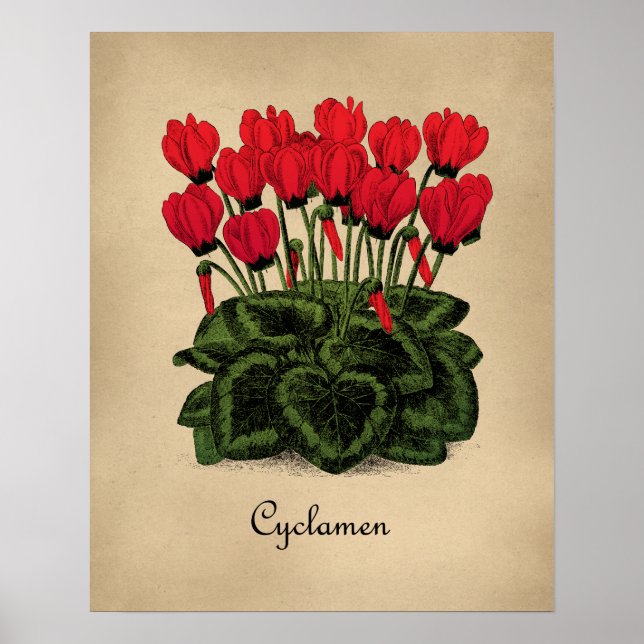 Póster Poster botánico de las flores rojas - ciclamen vin (Frente)