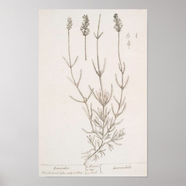 Póster Poster botánico de Lavender (Frente)
