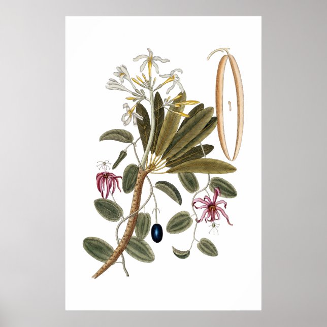 Póster Poster botánico de vainilla (Frente)