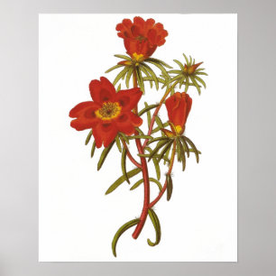 Póster Poster botánico del vintage