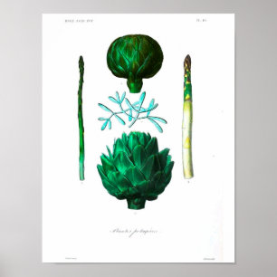 Póster Poster botánico del vintage - alcachofa