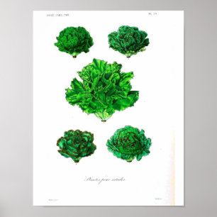 Póster Poster botánico del vintage - lechuga