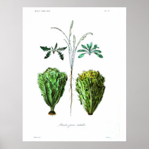 Póster Poster botánico del vintage - lechuga