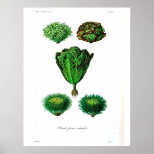 Póster Poster botánico del vintage - lechuga