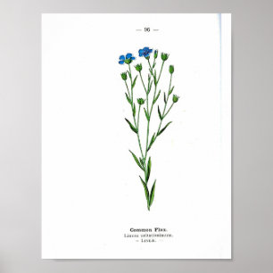 Póster Poster botánico del vintage - lino común