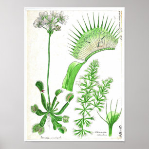 Póster Poster botánico del vintage - planta carnívora