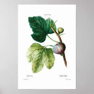 PÓSTER POSTER BOTÁNICO "FIGS" REDOUTÉ