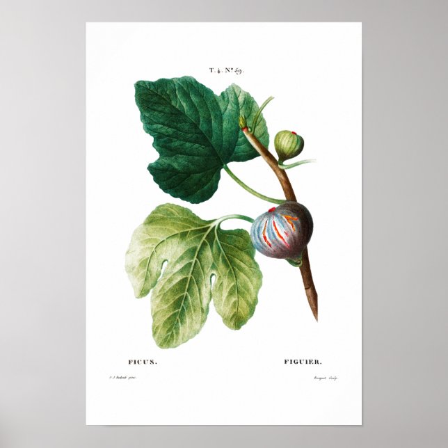 PÓSTER POSTER BOTÁNICO "FIGS" REDOUTÉ (Frente)