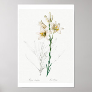 PÓSTER POSTER BOTÁNICO "MADONNA LILY" REDOUTÉ