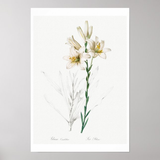 PÓSTER POSTER BOTÁNICO "MADONNA LILY" REDOUTÉ (Frente)