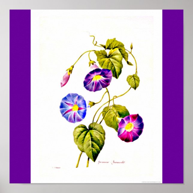 Póster Poster-Botánico-Pierre Joseph Redoute 6 (Frente)