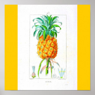 Póster Poster-Botánico-Piña
