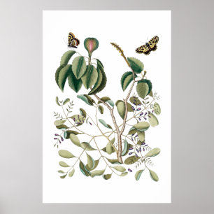 Póster poster botánico verde del vintage