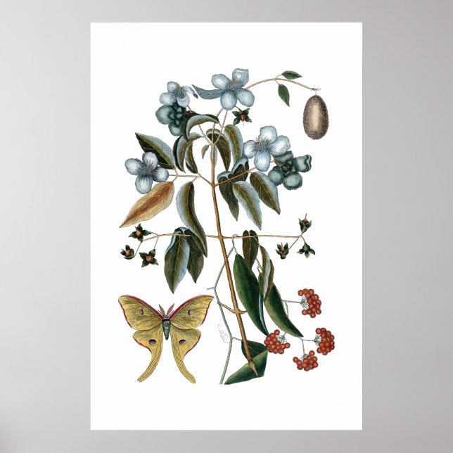 Póster Poster botánico verde vintage (Frente)