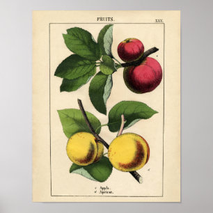 Póster Poster Botánico Vintage - Apple y Apricot