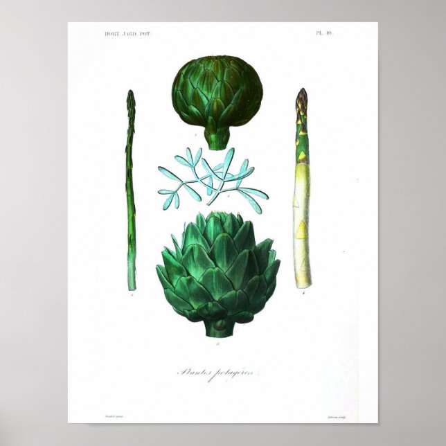 Póster Poster Botánico Vintage - Artichoke (Frente)